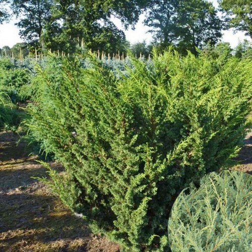 Juniperus chinensis 'Blaauw' - Hiina kadakas 'Blaauw'